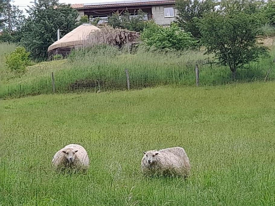 Charmante Yourte Contemporaine Carmaux Kültér fotó